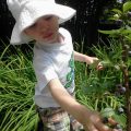 blueberry picking