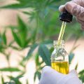 cannabis oil in the doctor’s hand hemp leaf, Marijuana medical medicine