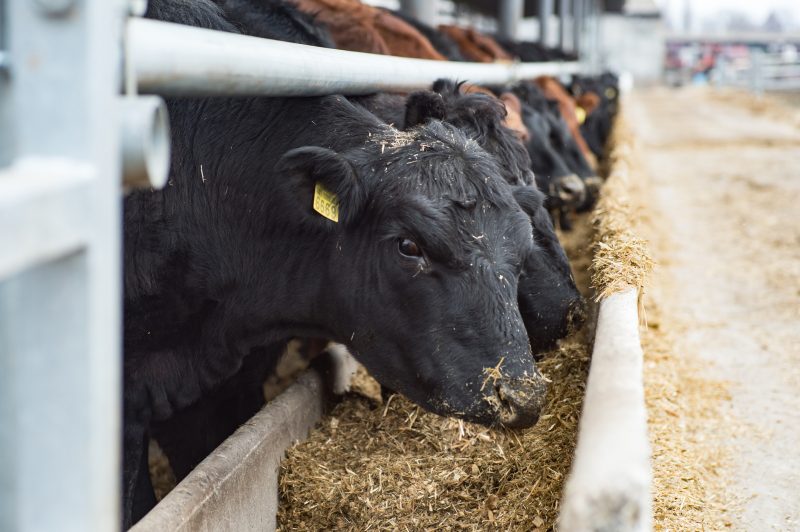 agriculture industry, farming, feeding cows in cowshed on dairy farm