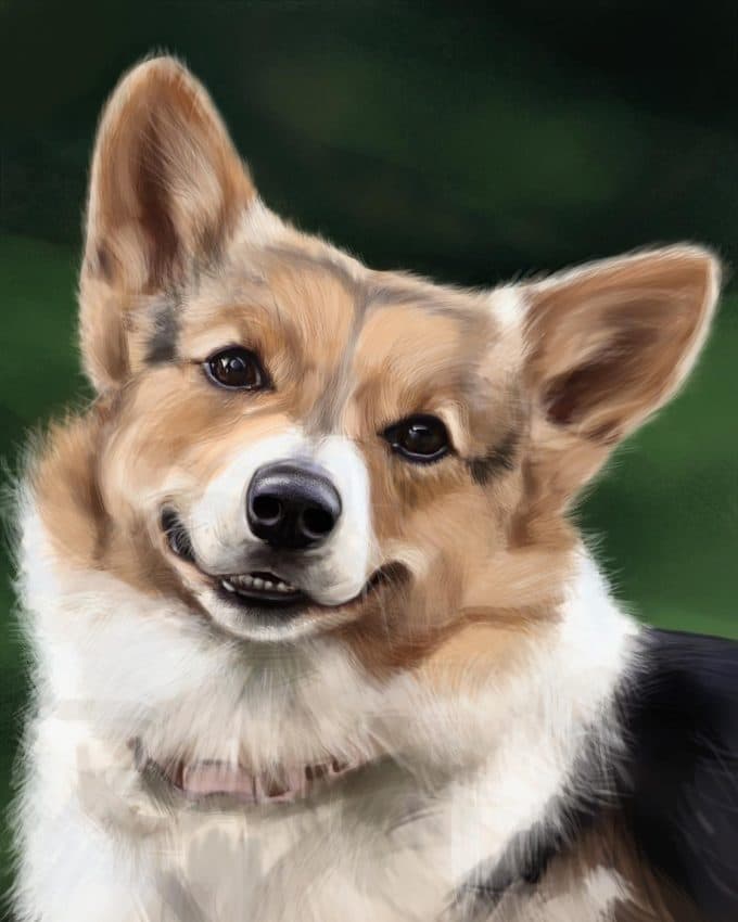 Mele the Corgi Gimme the Good Stuff