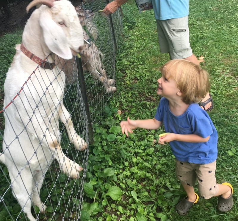 wolfie-with-goat-heritage-creek-farm-camp-gimme-the-good-stuff